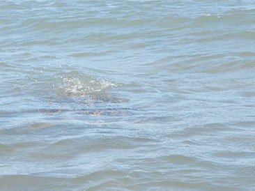 Looks closely. A sea turtle
